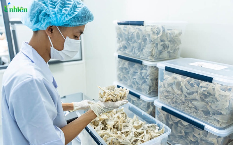 Yến tổ tinh chế Ý Nhiên - Nguyên liệu an lành để nấu cháo tổ yến cho bé