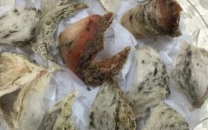 Tổ yến độn mủ trôm, tinh bột sẽ nhanh lên mốc chỉ sau vài tháng